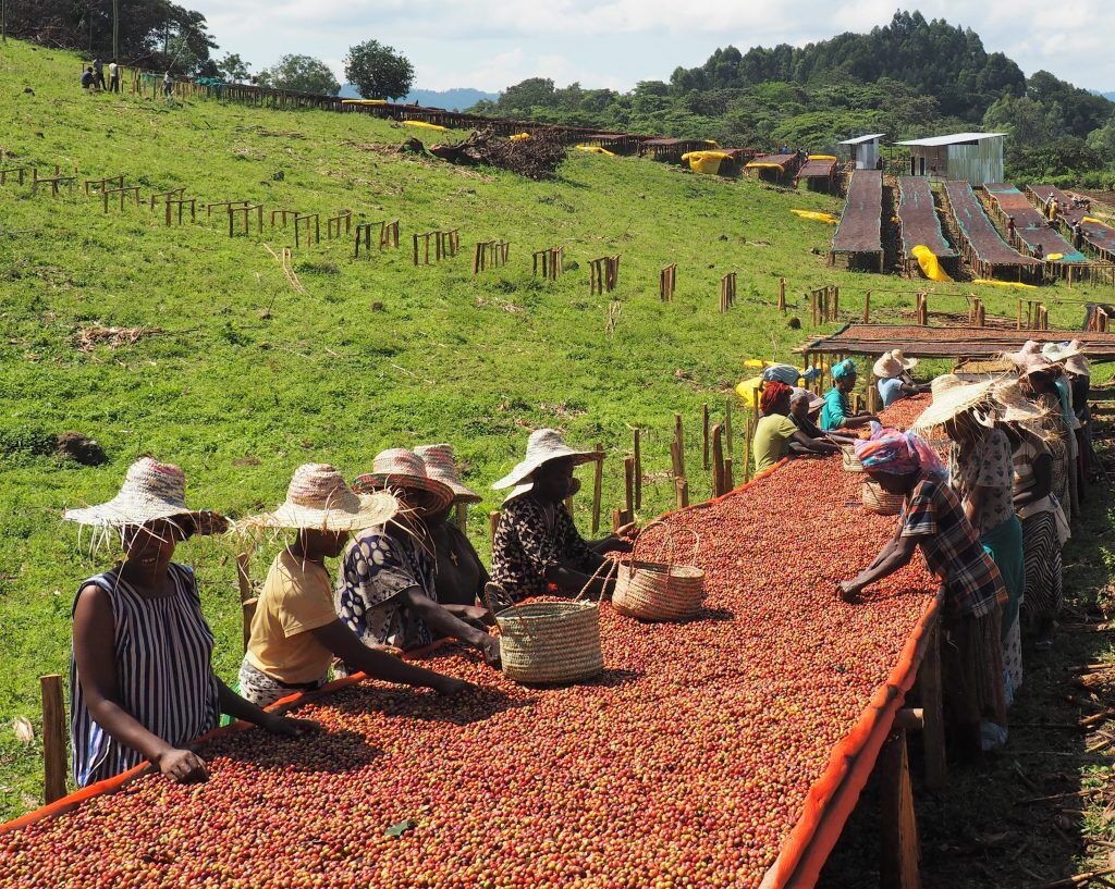 Guji Specialty Coffee